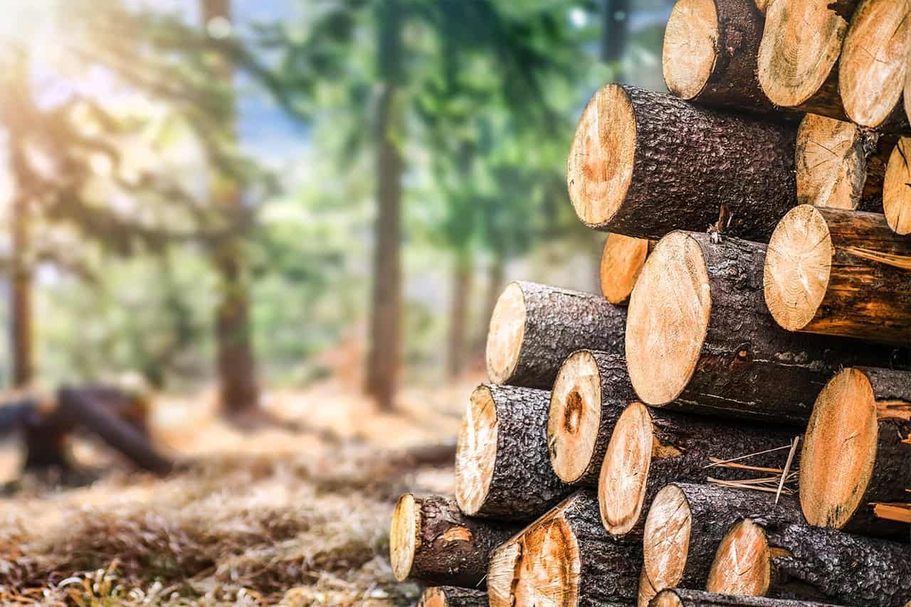 Home 2 Privatwaldbetreuung und Beratung
